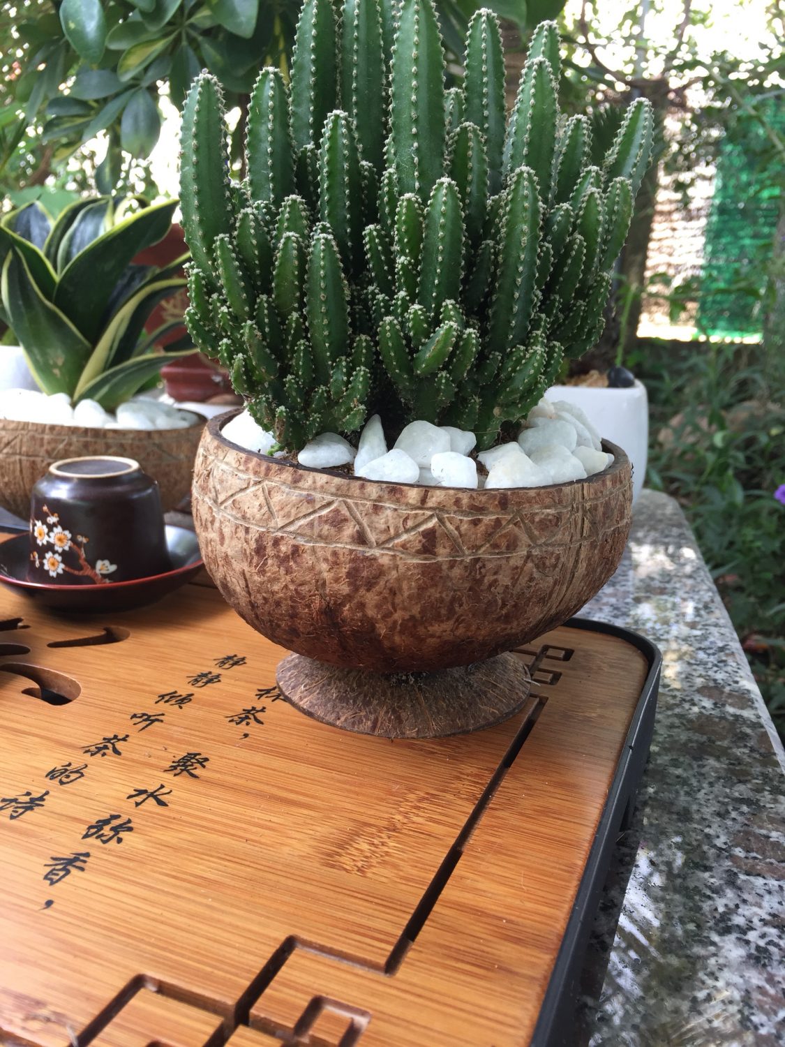 Coconut Shell Planter Coconut Product