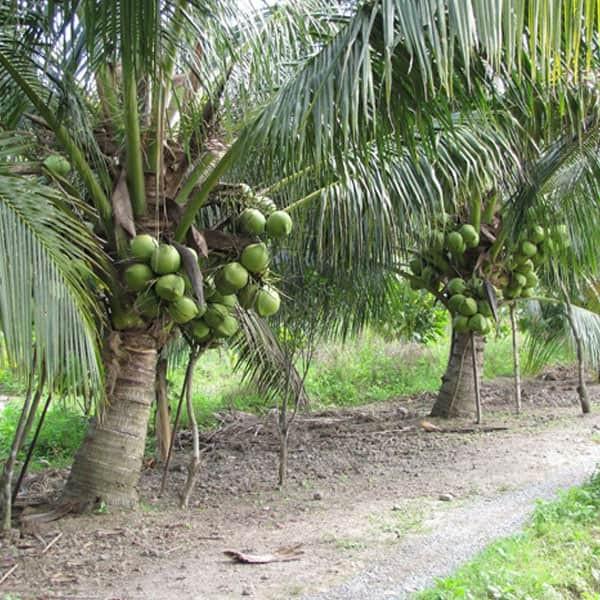 COCONUT TREES AND THINGS YOU MAY NOT KNOW - Coconut Product